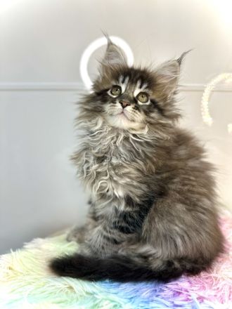 Wunderschöne reinrassige Maine Coon Kitten - weiblich