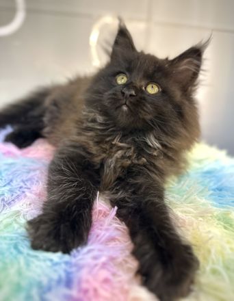 Wunderschöne reinrassige Maine Coon Kitten - weiblich