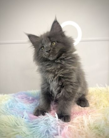 Wunderschöne reinrassige Maine Coon Kitten - weiblich