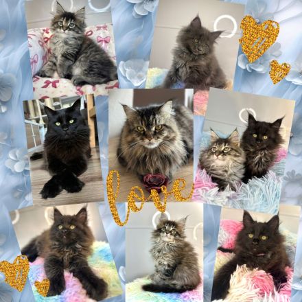 Wunderschöne reinrassige Maine Coon Kitten - weiblich