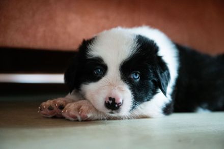 Australien Shepard Mix