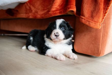 Australien Shepard Mix