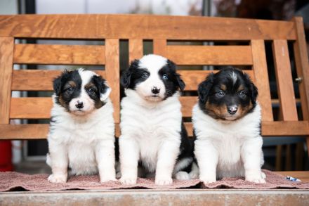 Australien Shepard Mix