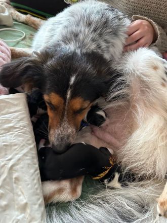 Australien Shepard Mix