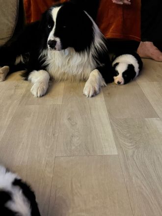 Australien Shepard Mix