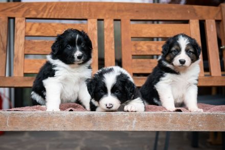 Australien Shepard Mix