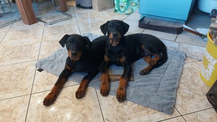 Dobermann Mischling