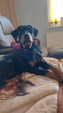 Dobermann Mischling
