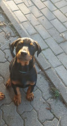 Dobermann Mischling