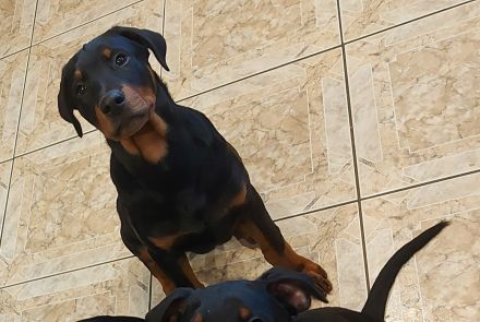 Dobermann Mischling