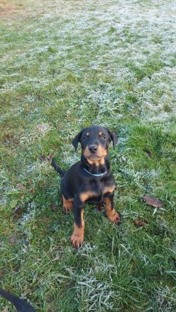 Dobermann Mischling