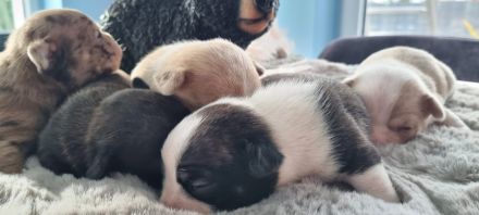 Rassmo Boston Terrier Mix Welpen