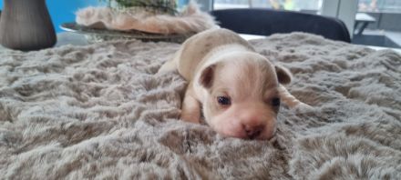 Rassmo Boston Terrier Mix Welpen