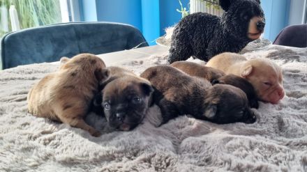 Rassmo Boston Terrier Mix Welpen