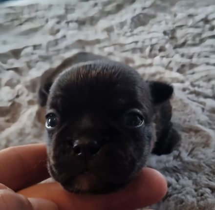 Rassmo Boston Terrier Mix Welpen