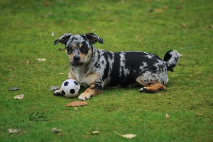 Rassmo Boston Terrier Mix Welpen