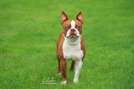 Rassmo Boston Terrier Mix Welpen