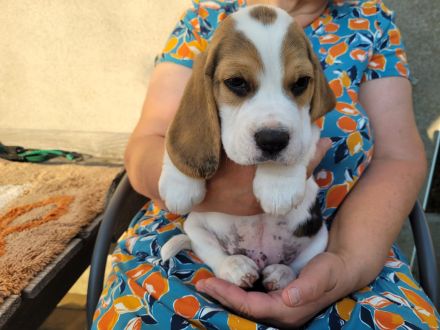 Beagle-Welpe: 5-monatiger Beagle mit Ahnentafel des Beagle Club Deutschland e.V.