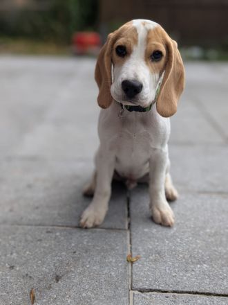 Beagle-Welpe: 5-monatiger Beagle mit Ahnentafel des Beagle Club Deutschland e.V.