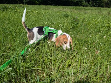 Beagle-Welpe: 5-monatiger Beagle mit Ahnentafel des Beagle Club Deutschland e.V.