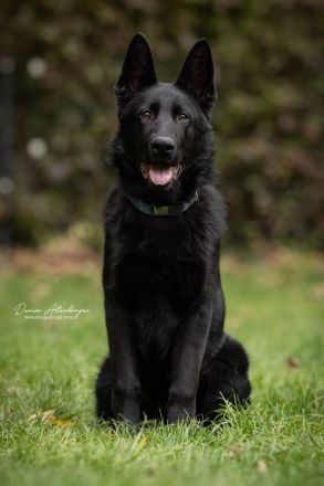 schwarzer Schäferhund Rüde