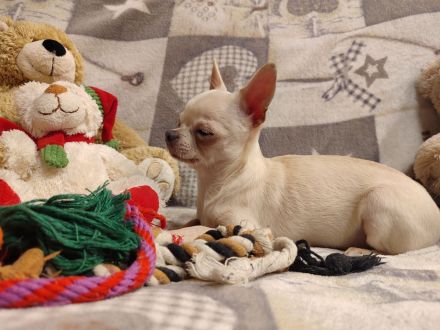 SÜSSE Chihuahua, mädchen welpe von den Saint Simon Origins!