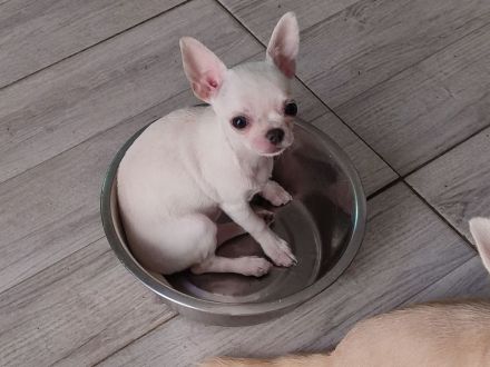 SÜSSE Chihuahua, mädchen welpe von den Saint Simon Origins!