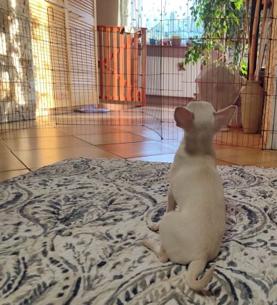 SÜSSE Chihuahua, mädchen welpe von den Saint Simon Origins!