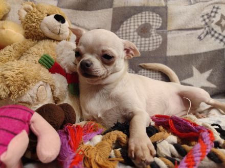 SÜSSE Chihuahua, mädchen welpe von den Saint Simon Origins!