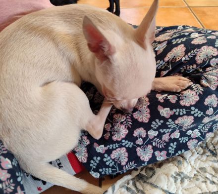 SÜSSE Chihuahua, mädchen welpe von den Saint Simon Origins!