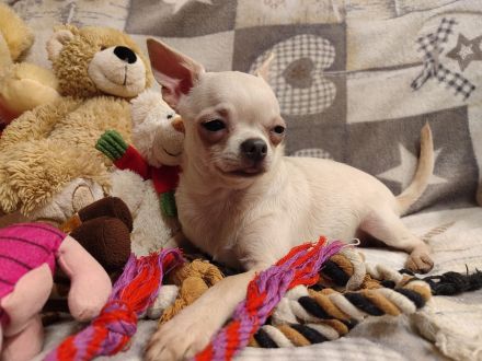 SÜSSE Chihuahua, mädchen welpe von den Saint Simon Origins!