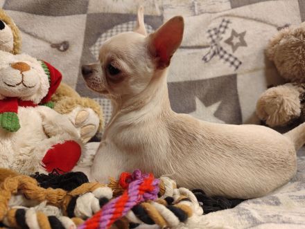 SÜSSE Chihuahua, mädchen welpe von den Saint Simon Origins!