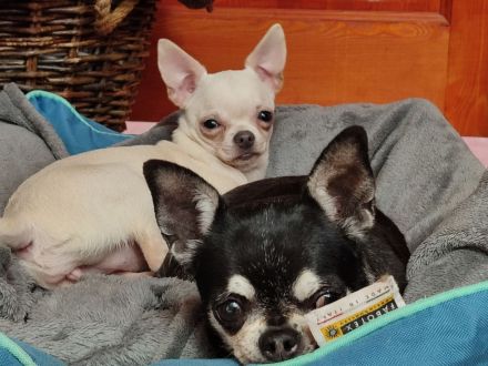 SÜSSE Chihuahua, mädchen welpe von den Saint Simon Origins!