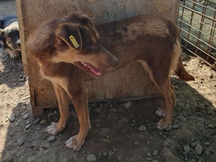 Shawna, menschenbezogen, quirlige Junghündin sucht aktive, abenteuerlustige Menschen, 1 Jahr, 46 cm