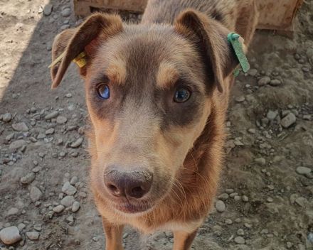 Shawna, menschenbezogen, quirlige Junghündin sucht aktive, abenteuerlustige Menschen, 1 Jahr, 46 cm