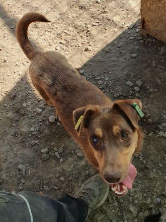 Shawna, menschenbezogen, quirlige Junghündin sucht aktive, abenteuerlustige Menschen, 1 Jahr, 46 cm