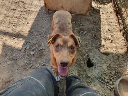 Shawna, menschenbezogen, quirlige Junghündin sucht aktive, abenteuerlustige Menschen, 1 Jahr, 46 cm