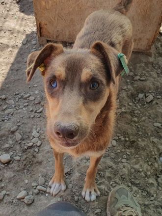 Shawna, menschenbezogen, quirlige Junghündin sucht aktive, abenteuerlustige Menschen, 1 Jahr, 46 cm