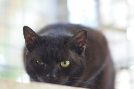 Bella, 7-jährige schüchterne, genügsame und hundeverträgliche Katze sucht ein ruhiges Zuhause