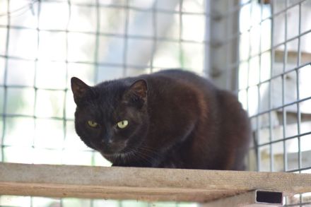 Bella, 7-jährige schüchterne, genügsame und hundeverträgliche Katze sucht ein ruhiges Zuhause