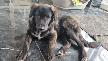 Welpen suchen ein neues Zuhause