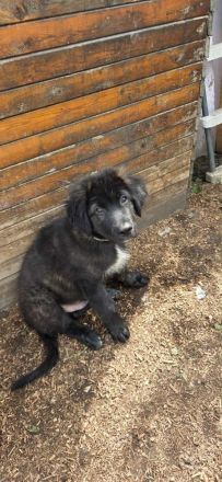 Welpen suchen ein neues Zuhause