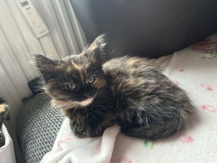 Die letze kleine Maus sucht noch ein Zuhause