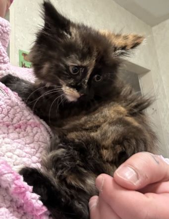 Die letze kleine Maus sucht noch ein Zuhause