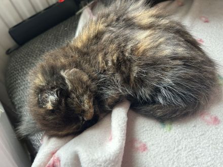 Die letze kleine Maus sucht noch ein Zuhause