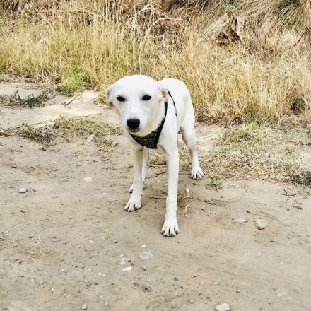 Pamela eine wunderbare Hündin