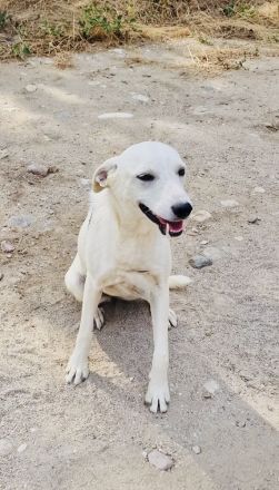 Pamela eine wunderbare Hündin