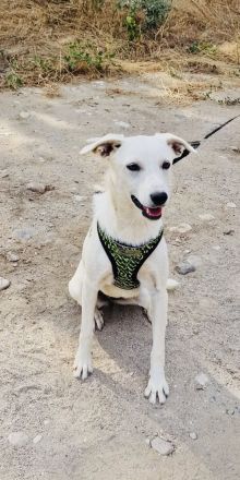 Pamela eine wunderbare Hündin