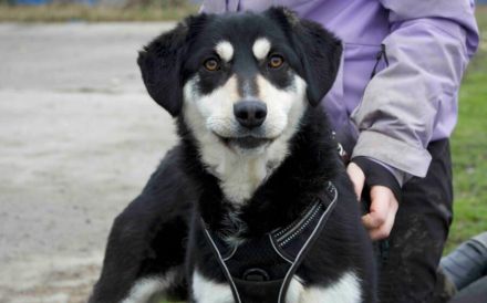 Traumhund Zorro sucht ein tolles Zuhause