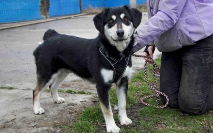 Traumhund Zorro sucht ein tolles Zuhause